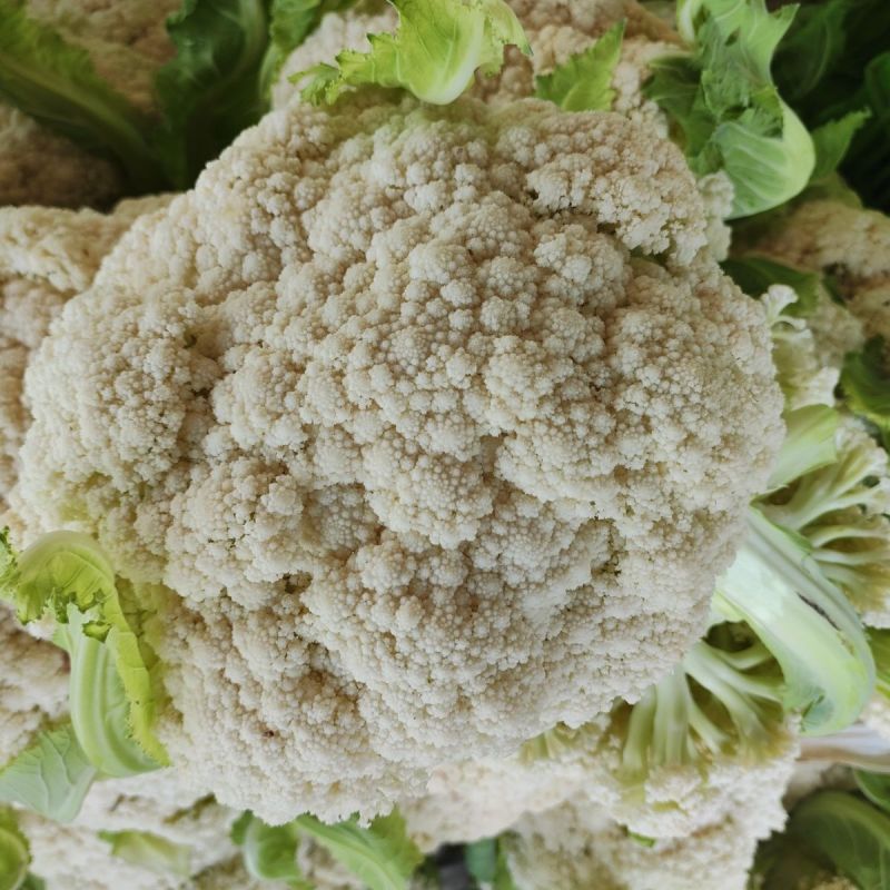 新良65天一代杂交花椰菜(松花菜)种子花球外观优质