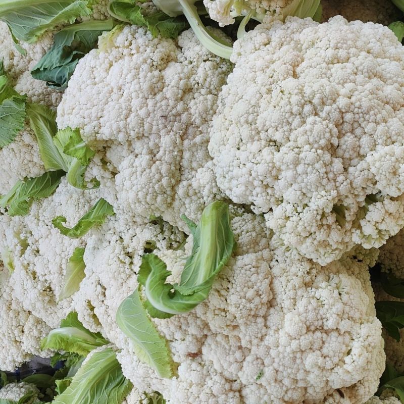 新良65天一代杂交花椰菜(松花菜)种子花球外观优质