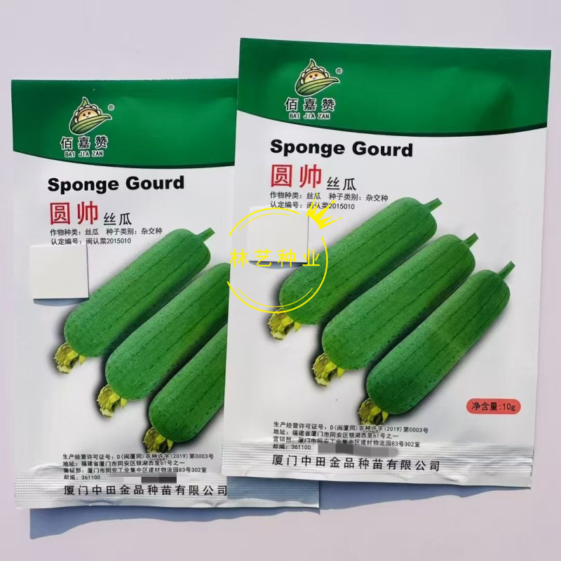 圆帅肉丝瓜种子绿皮绿肉脆甜不黑化高产抗病采收期长短棒丝瓜