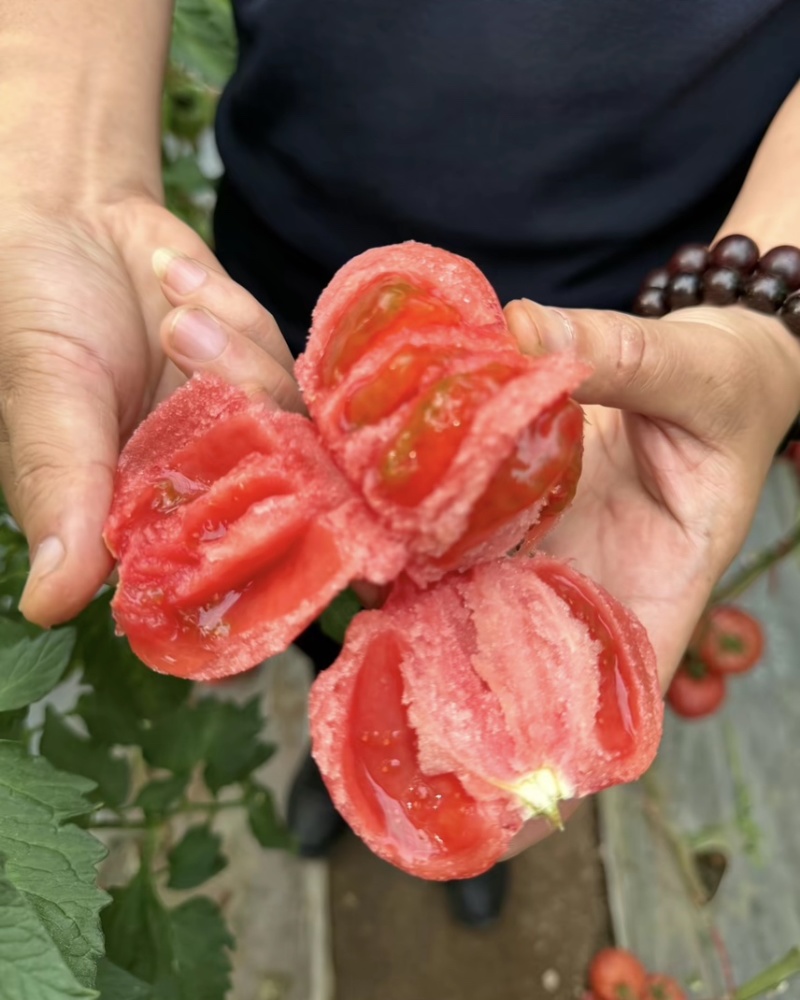大口感：炎玉和安特莱斯大量上市了！
