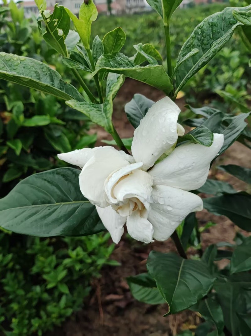 鲜花切花