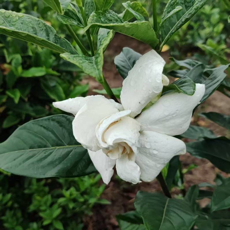 鲜花切花