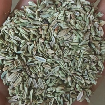 小茴香籽
