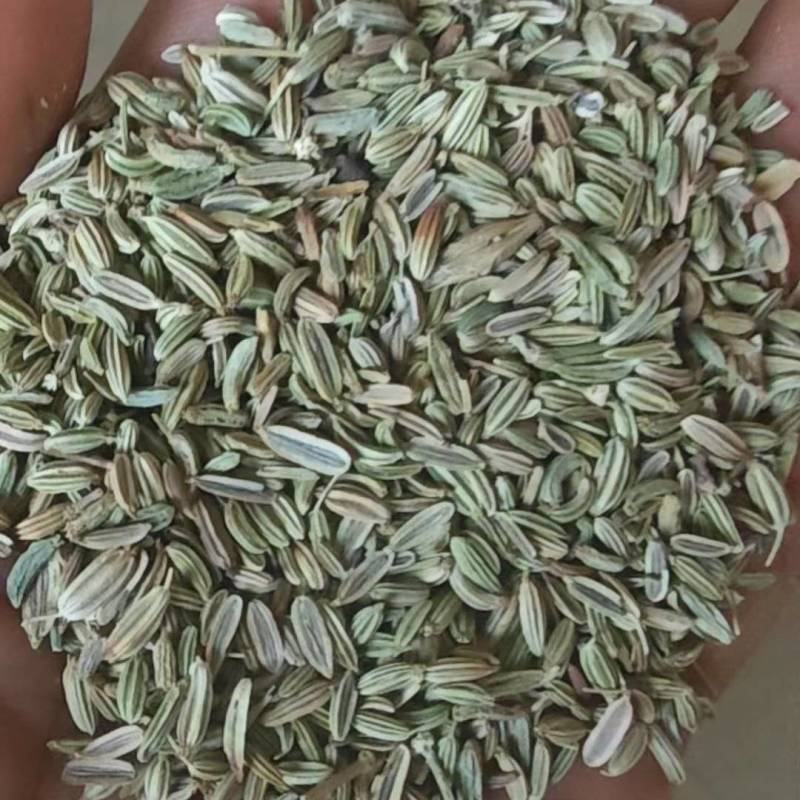 小茴香籽