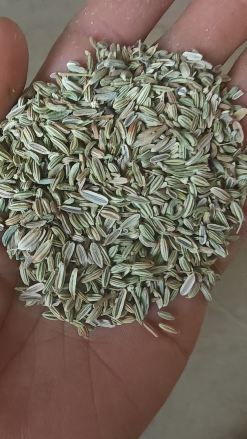 小茴香籽