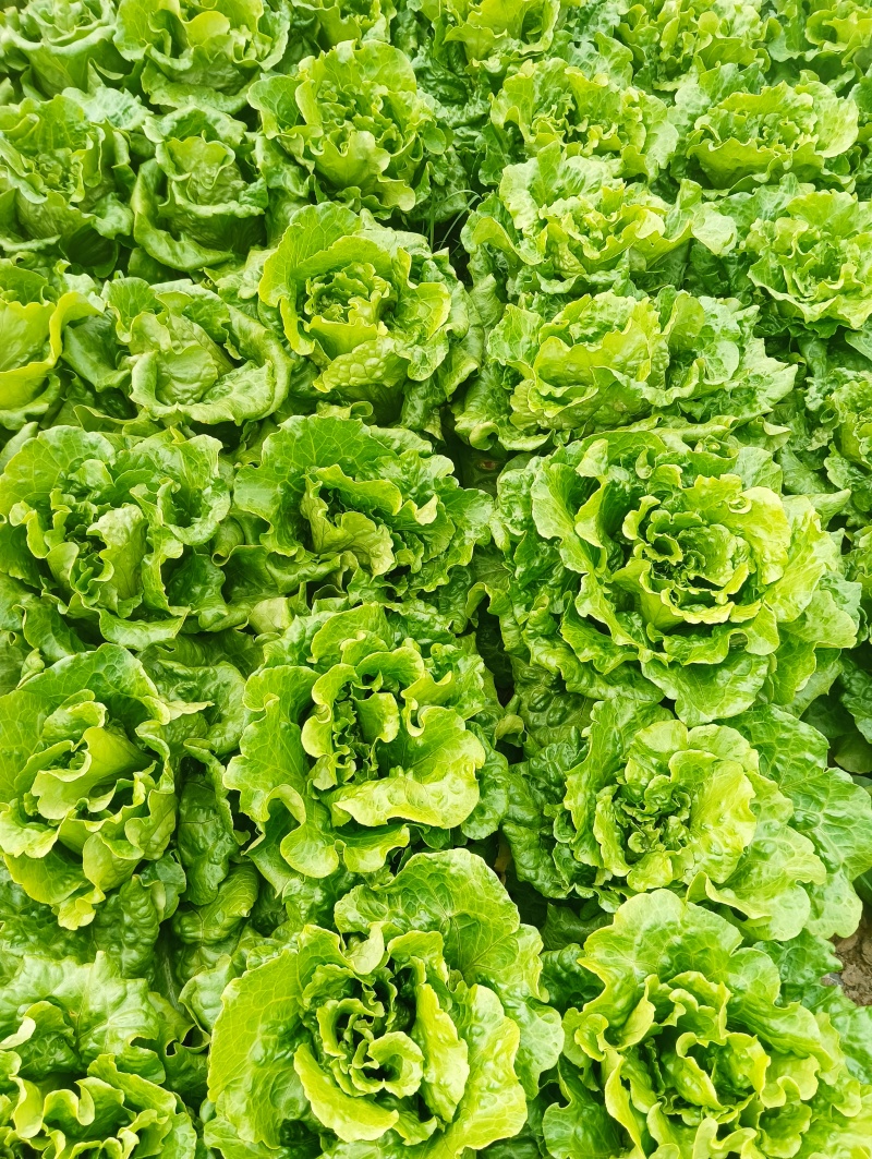 生菜