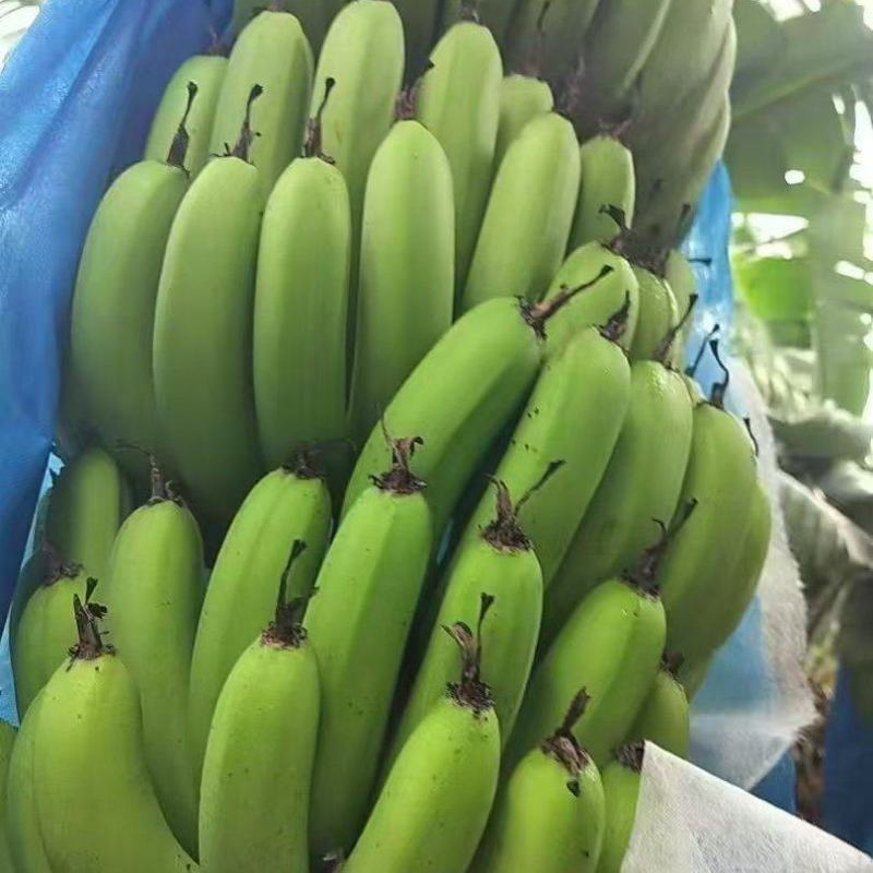 香蕉
