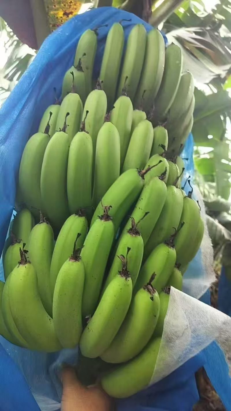 香蕉