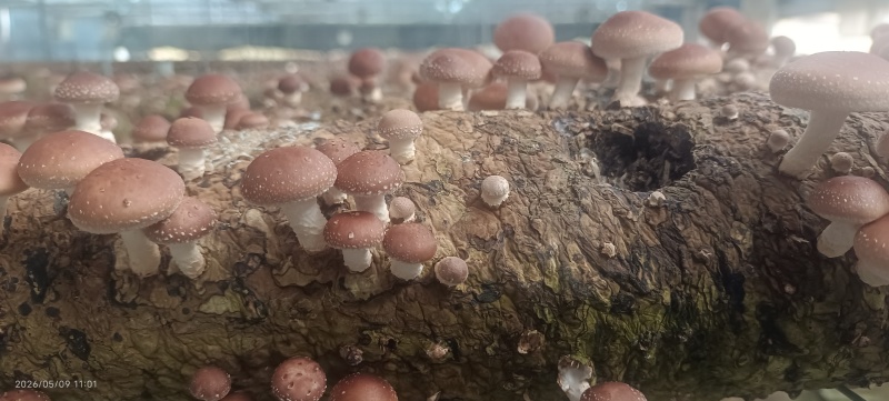 云南新鲜小香菌马桑菌小香菇香蕈大量供应