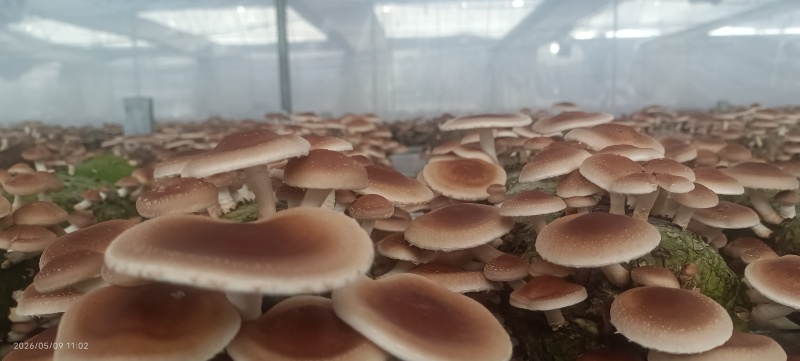 云南新鲜小香菌马桑菌小香菇香蕈大量供应