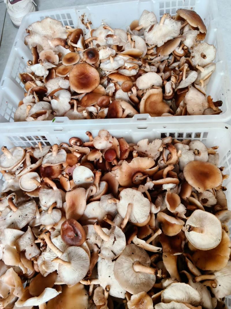 云南新鲜小香菌马桑菌小香菇香蕈大量供应