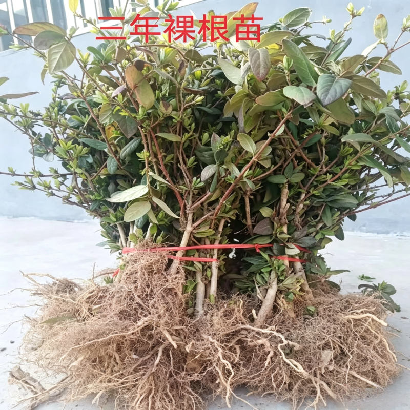 北花一号，品种纯正，基地现挖直发易管理高产南北方均可种