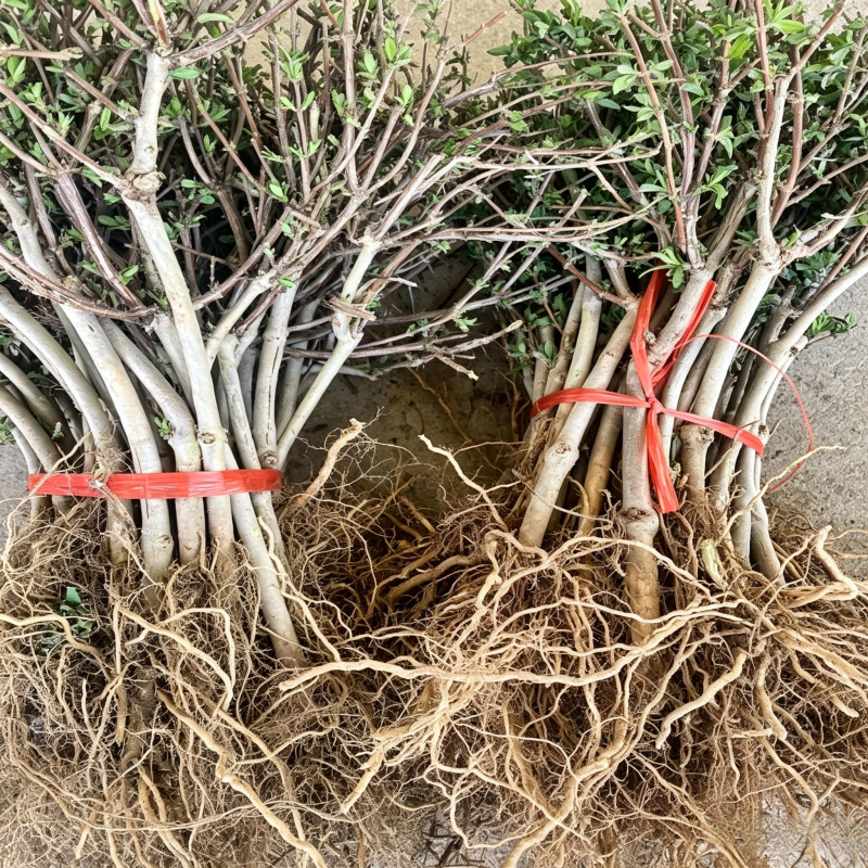 北花一号，品种纯正，基地现挖直发易管理高产南北方均可种