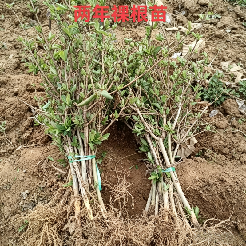 北花一号，品种纯正，基地现挖直发易管理高产南北方均可种