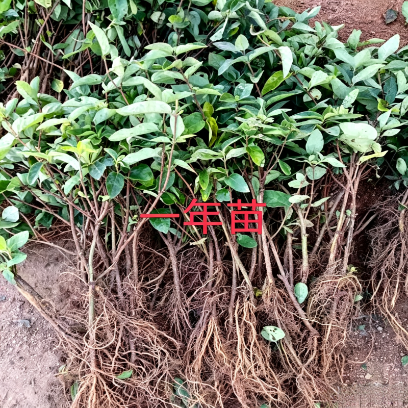 北花一号，品种纯正，基地现挖直发易管理高产南北方均可种
