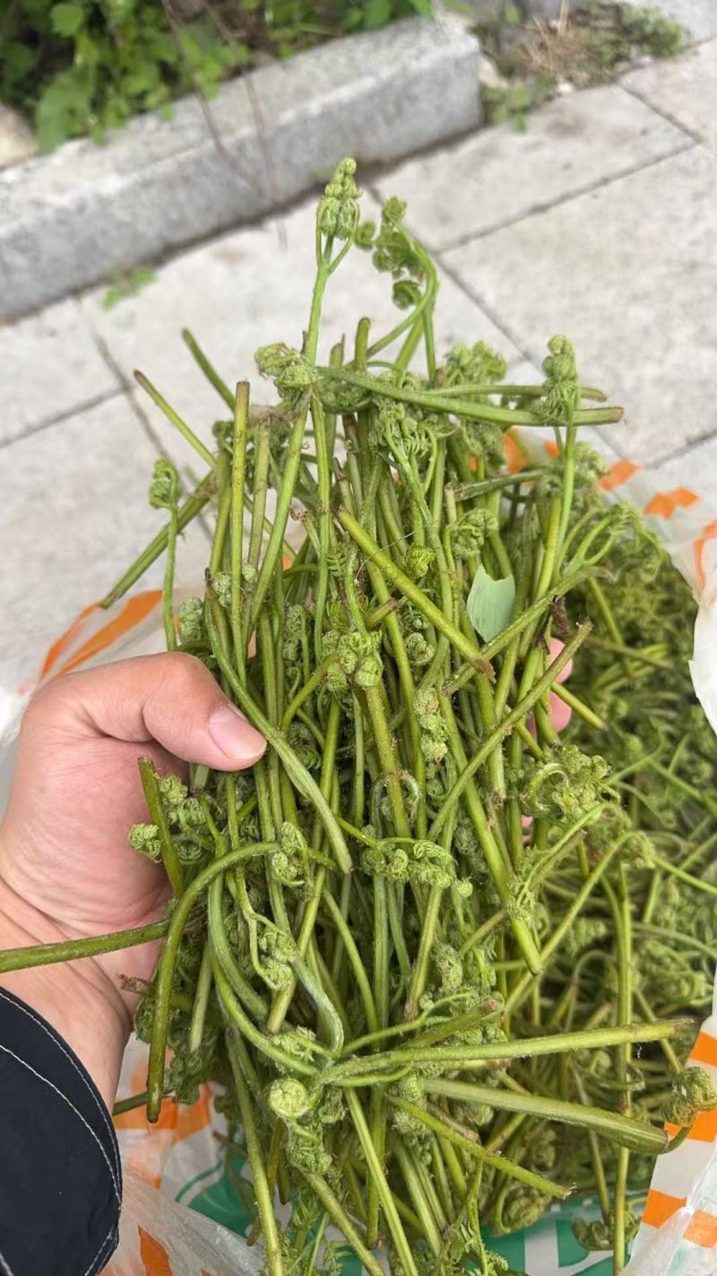 量大从优野生蕨菜现采现发预售