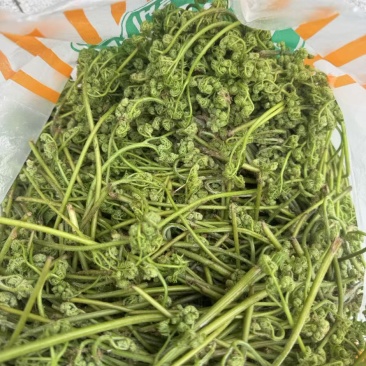 量大从优野生蕨菜现采现发预售