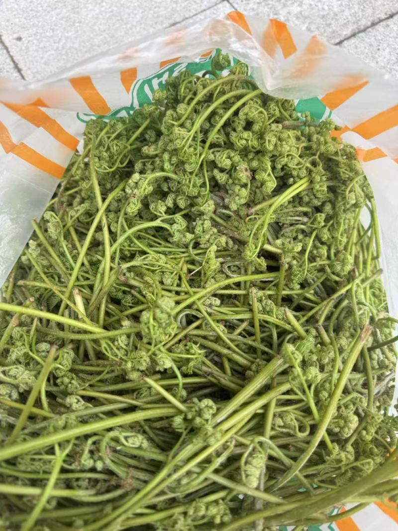 量大从优野生蕨菜现采现发预售