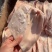 猪耳朵