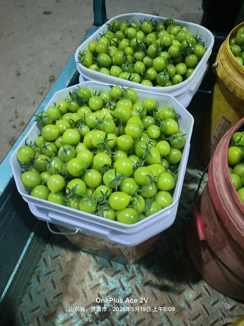青甜圣女果/基地直发/货源充足/大量现货