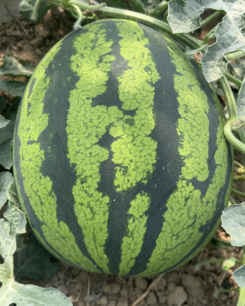阎良区锦王西瓜大量上市10亩需要的联系