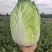 河南黄心白菜新鲜上市价格美丽对接全国质量好走货快欢迎询价