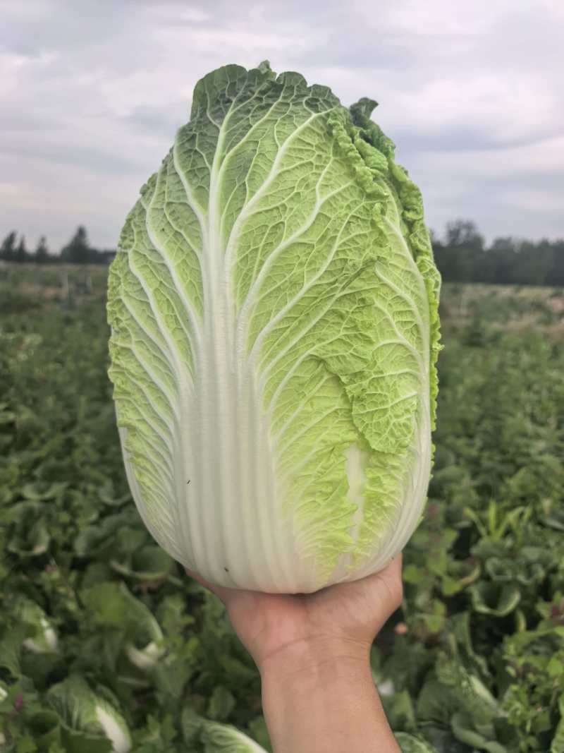 河南黄心白菜新鲜上市价格美丽对接全国质量好走货快欢迎询价