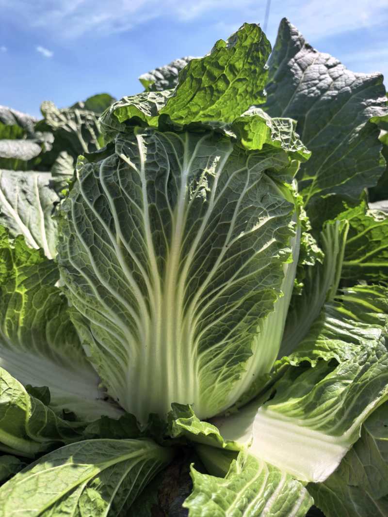 河南黄心白菜新鲜上市价格美丽对接全国质量好走货快欢迎询价