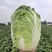 河南黄心白菜新鲜上市价格美丽对接全国质量好走货快欢迎询价