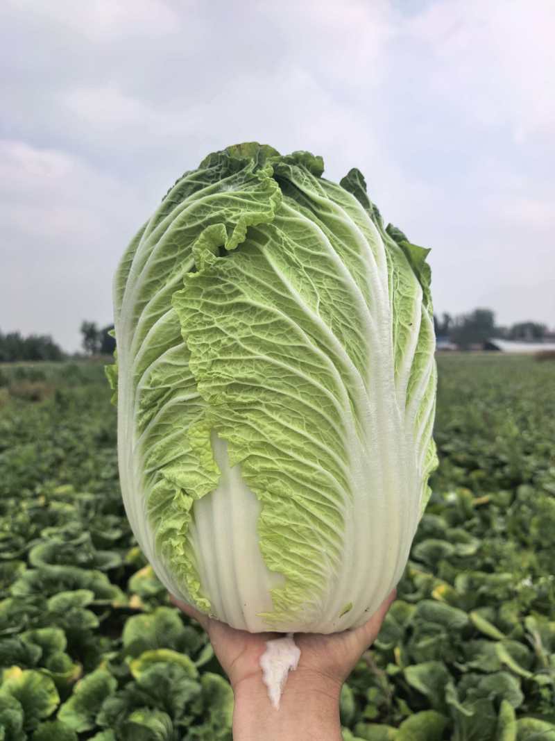 河南黄心白菜新鲜上市价格美丽对接全国质量好走货快欢迎询价