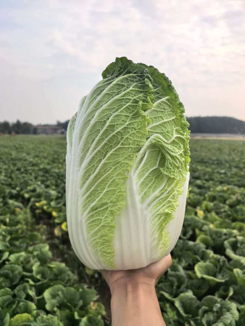 河南黄心白菜新鲜上市价格美丽对接全国质量好走货快欢迎询价