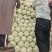 河南黄心白菜新鲜上市价格美丽对接全国质量好走货快欢迎询价