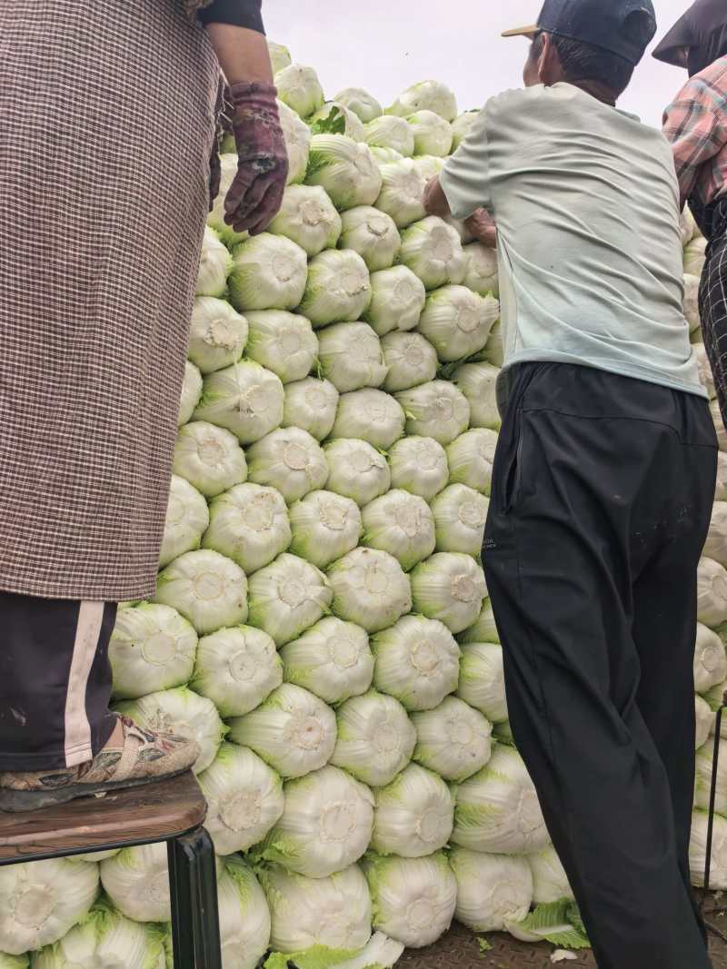 河南黄心白菜新鲜上市价格美丽对接全国质量好走货快欢迎询价