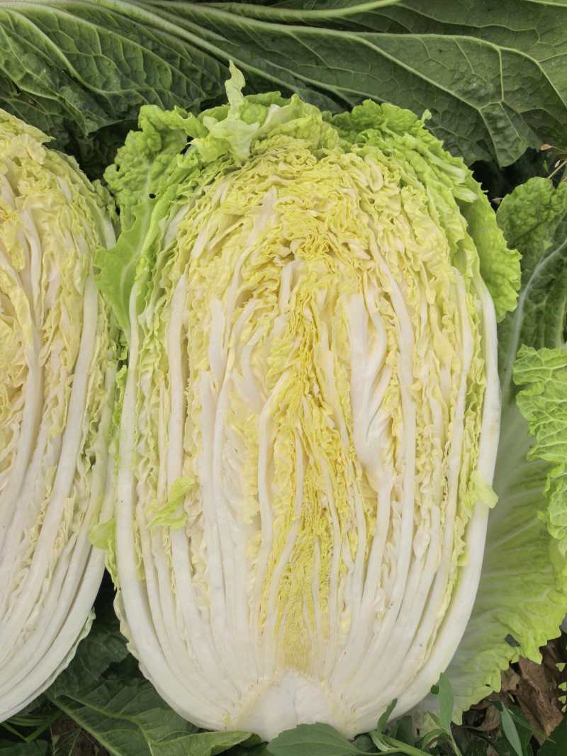 河南黄心白菜新鲜上市价格美丽对接全国质量好走货快欢迎询价