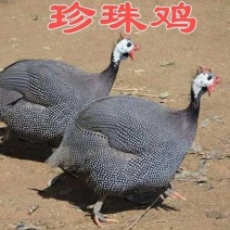 珍珠鸡脱温鸡