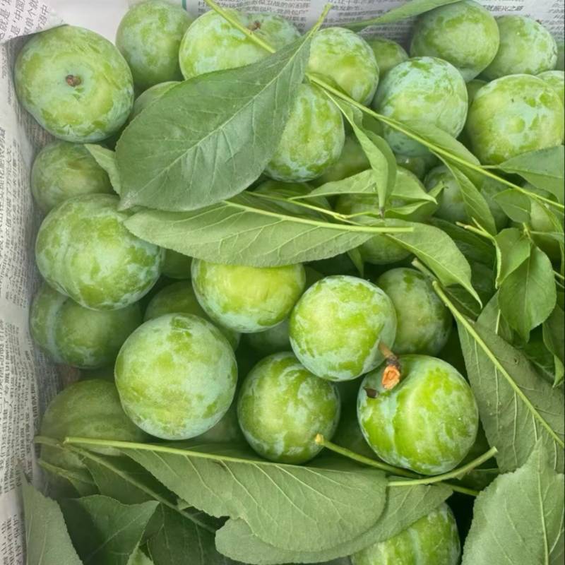 珍珠李大量上市。有需要的电话联系。
