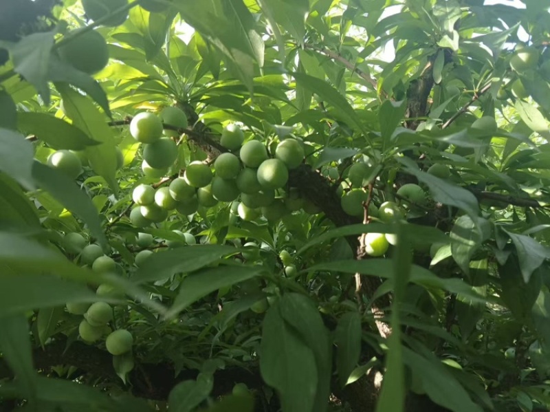 珍珠李大量上市。有需要的电话联系。