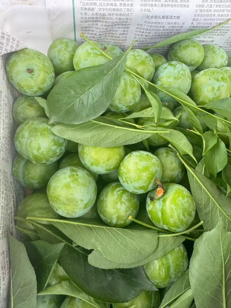 珍珠李大量上市。有需要的电话联系。