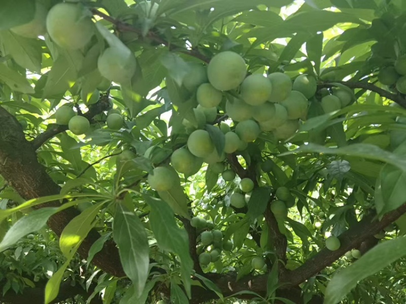 珍珠李大量上市。有需要的电话联系。