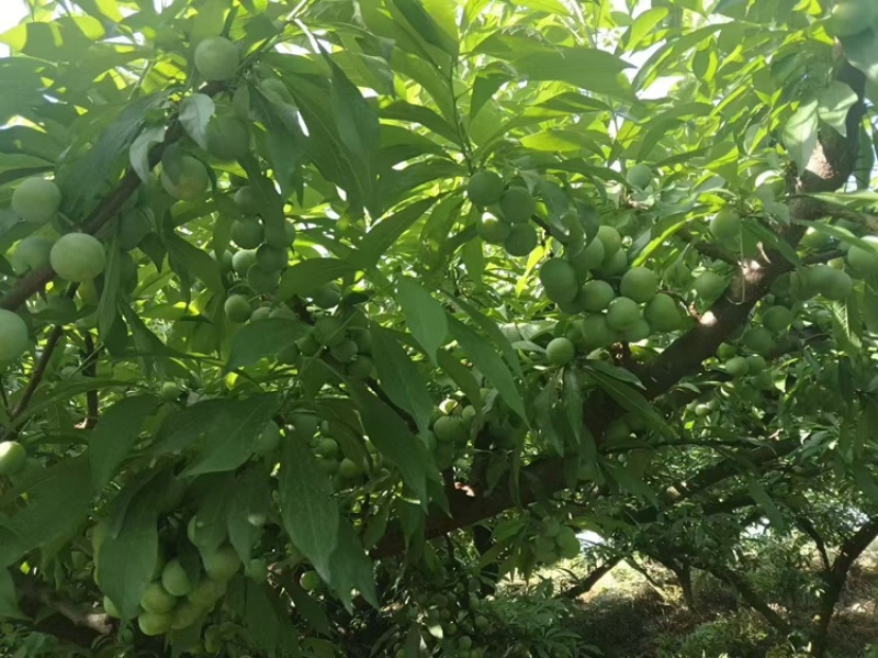 珍珠李大量上市。有需要的电话联系。