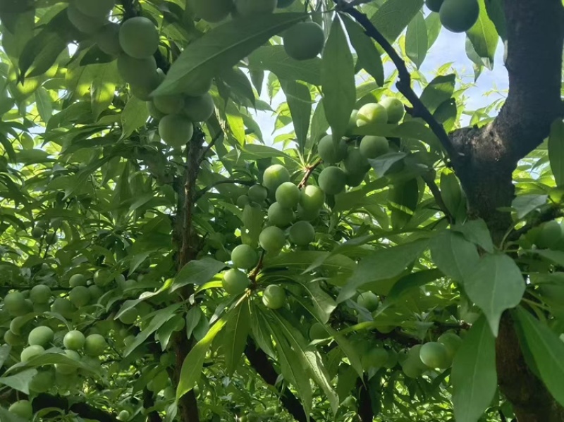 珍珠李大量上市。有需要的电话联系。