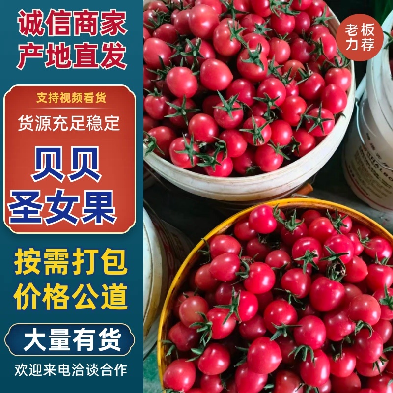 贝贝圣女果/基地直发/货源充足/大量有货/欢迎订购