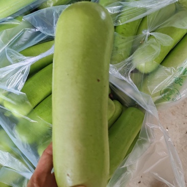 湖北瓠子瓜大量上市质量有保障，可整车发货