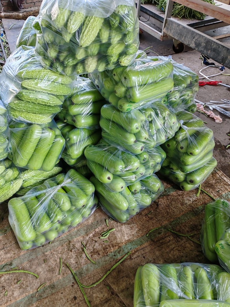 湖北瓠子瓜大量上市质量有保障，可整车发货