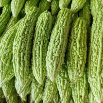 湖北精品苦瓜，保质保量，产地直发，
