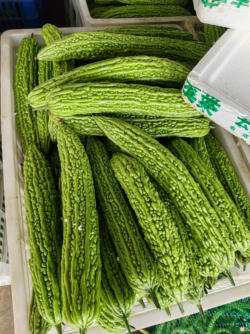 湖北精品苦瓜，保质保量，产地直发，