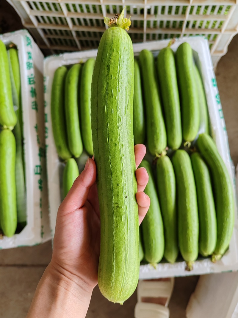 湖北精品丝瓜，长条丝瓜品质优。产地量大