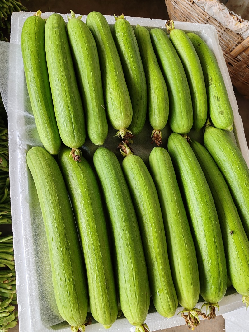 湖北精品丝瓜，长条丝瓜品质优。产地量大