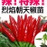 辣椒苗