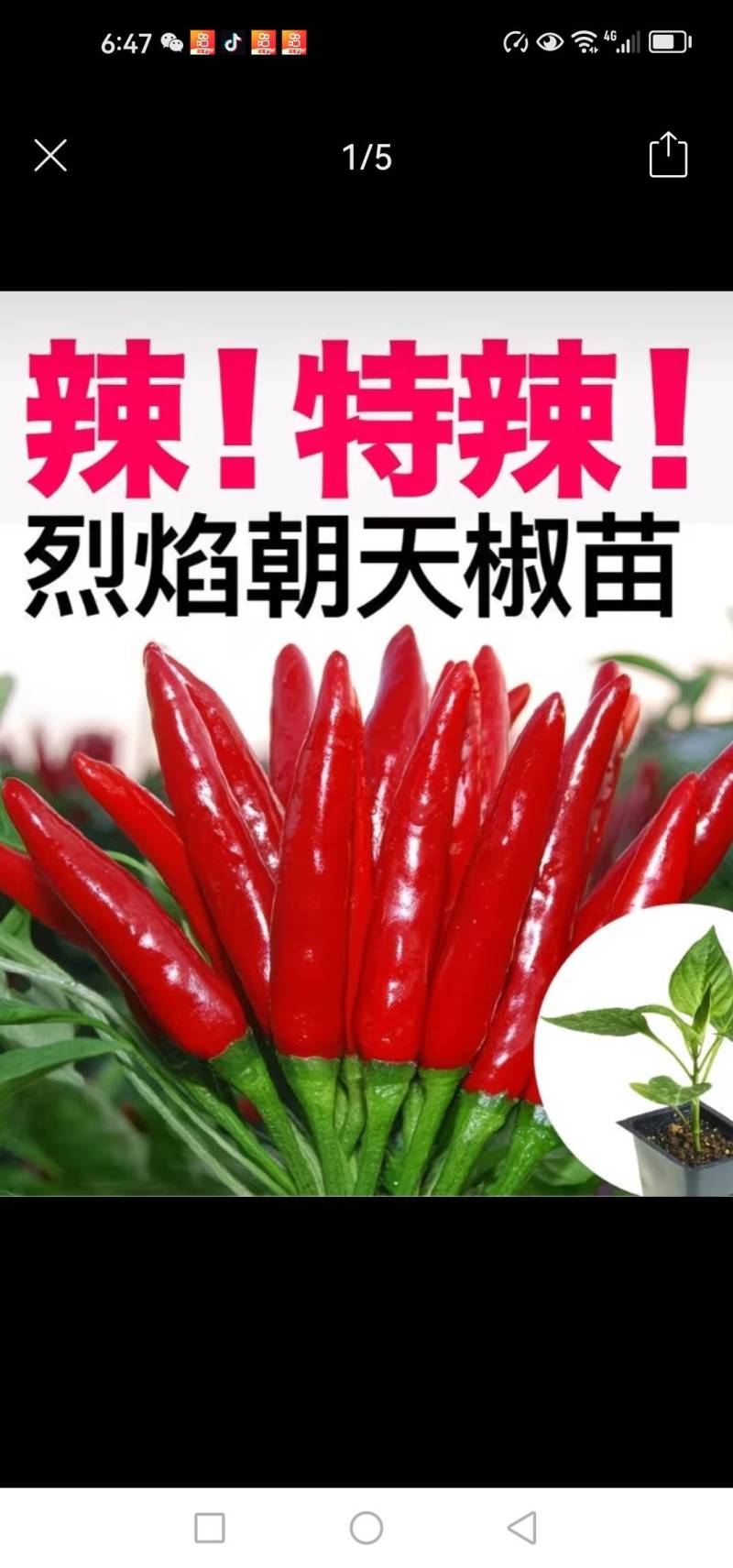 辣椒苗